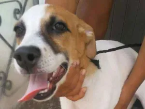 Cachorro raça SRD idade 2 a 6 meses nome Sem Nome 3