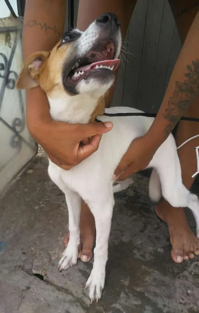 Cachorro raça SRD idade 2 a 6 meses nome Sem Nome 3