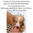 Cachorrinho 