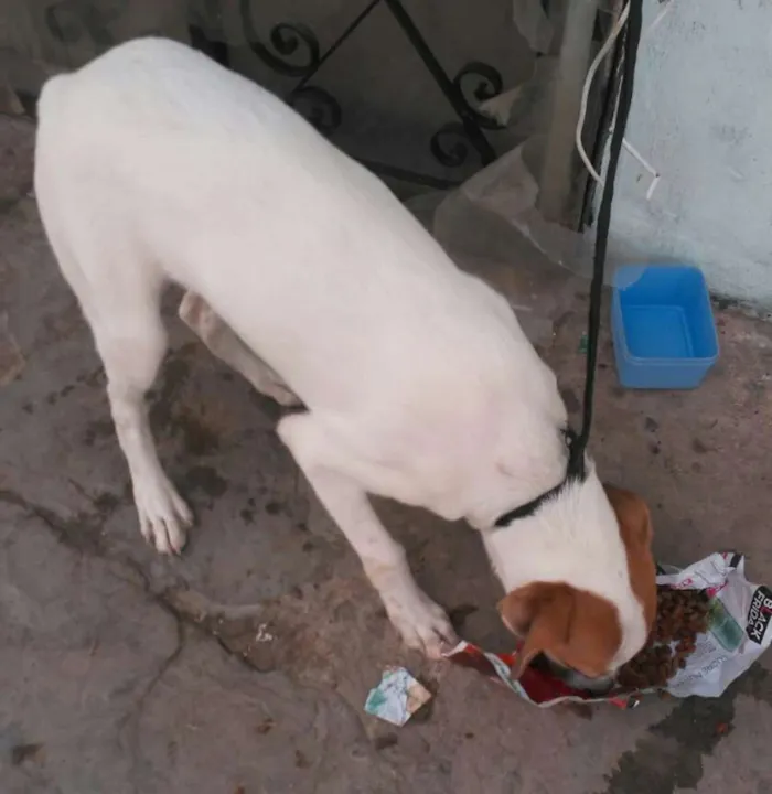 Cachorro raça SRD idade 2 a 6 meses nome Sem Nome 3