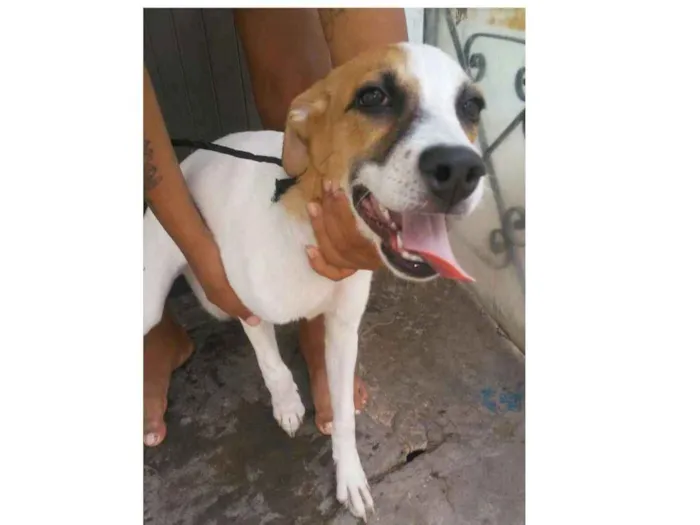 Cachorro raça SRD idade 2 a 6 meses nome Sem Nome 3
