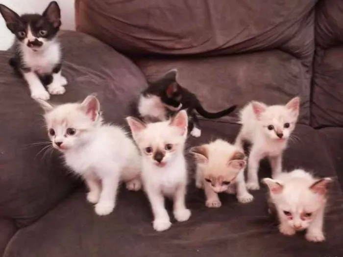 Gato ra a  idade Abaixo de 2 meses nome filhotes