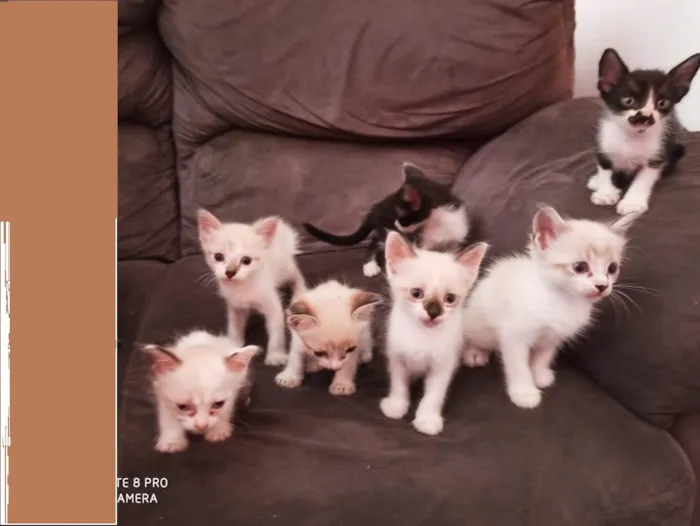 Gato ra a  idade Abaixo de 2 meses nome filhotes