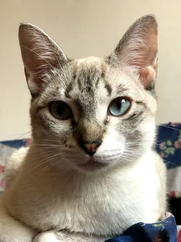 Gato ra a SRD idade 1 ano nome Catharina 