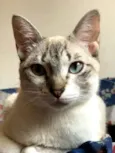 Catharina