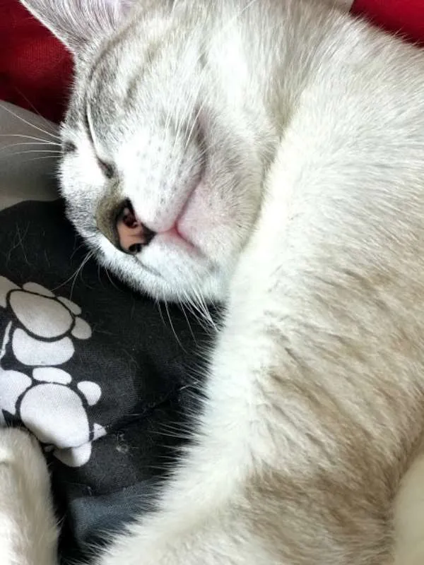 Gato ra a SRD idade 1 ano nome Catharina 