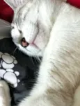 Catharina