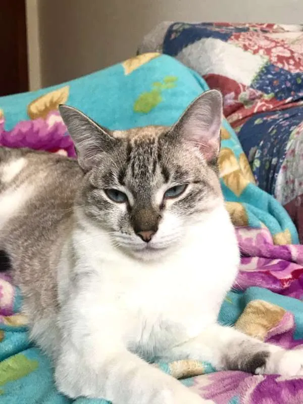 Gato ra a SRD idade 1 ano nome Catharina 