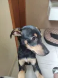 Chiquinho