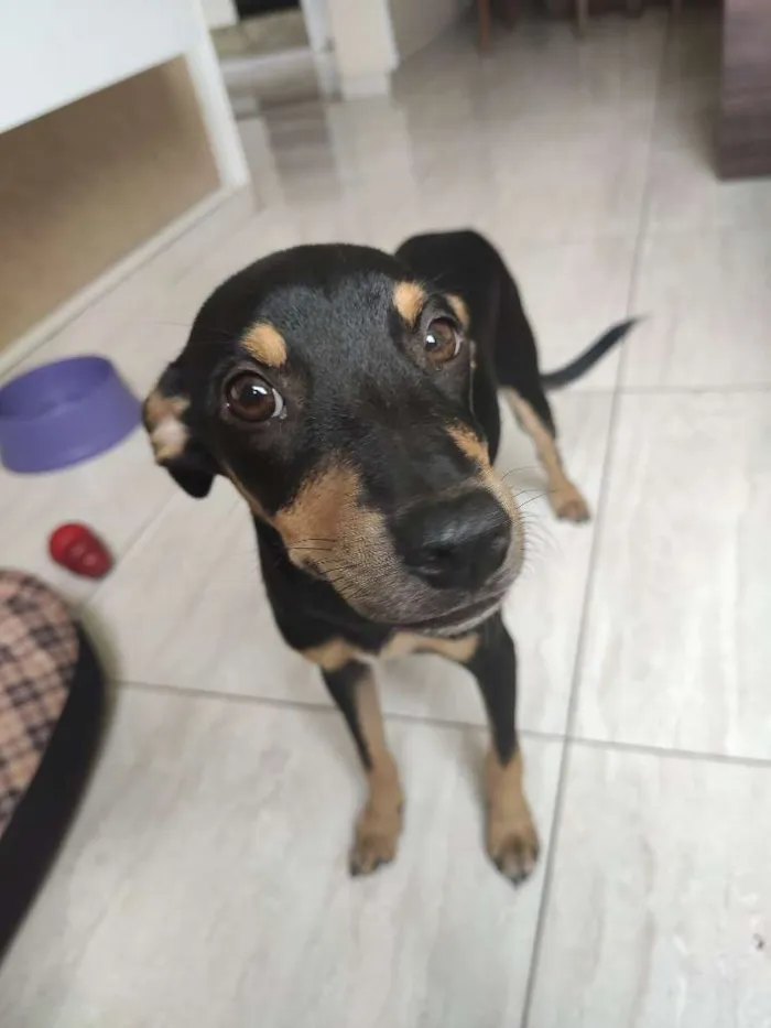 Cachorro raça SRD idade 2 a 6 meses nome Chiquinho