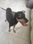 Chiquinho