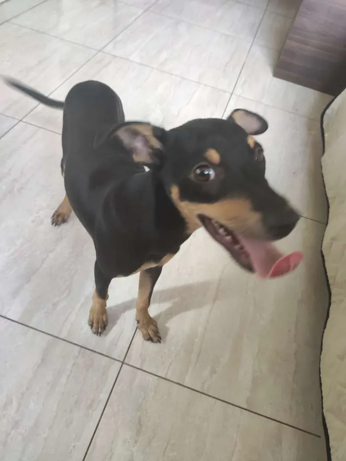 Cachorro raça SRD idade 2 a 6 meses nome Chiquinho