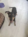 Chiquinho