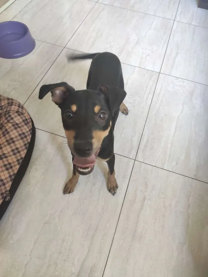 Cachorro raça SRD idade 2 a 6 meses nome Chiquinho