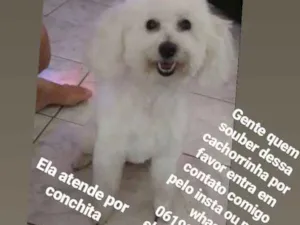 Cachorro raça Poodle  idade 6 ou mais anos nome Conchitta