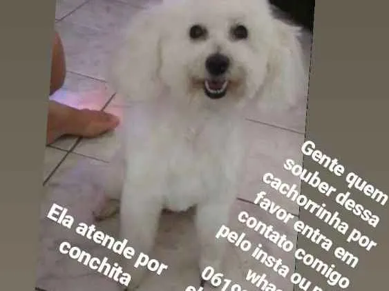 Cachorro ra a Poodle  idade 6 ou mais anos nome Conchitta