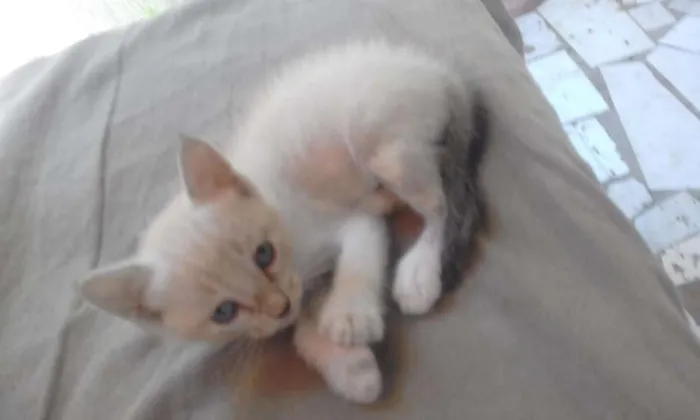 Gato raça Srd idade Abaixo de 2 meses nome Sem nomes