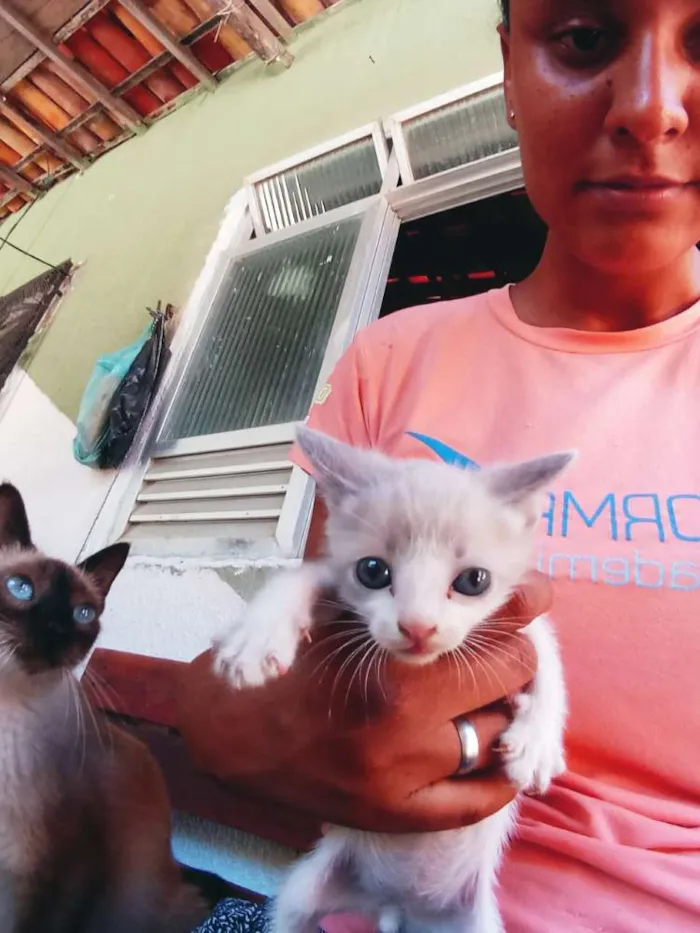Gato raça Srd idade Abaixo de 2 meses nome Sem nomes