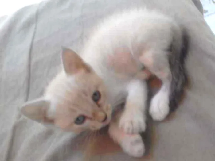 Gato raça Srd idade Abaixo de 2 meses nome Sem nomes
