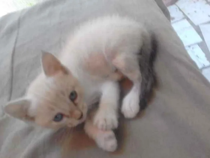 Gato raça Srd idade Abaixo de 2 meses nome Sem nomes