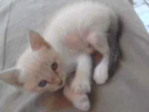 Gato raça Srd idade Abaixo de 2 meses nome Sem nomes