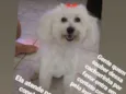Conchitta