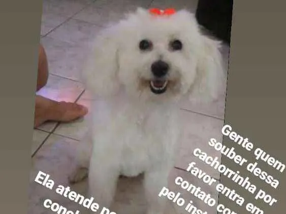 Cachorro ra a Poodle  idade 6 ou mais anos nome Conchitta