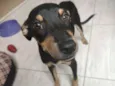 Chiquinho