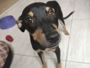 Cachorro raça SRD idade 2 a 6 meses nome Chiquinho