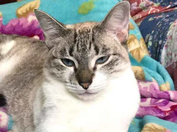 Gato ra a SRD idade 1 ano nome Catharina 