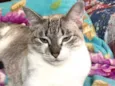 Catharina
