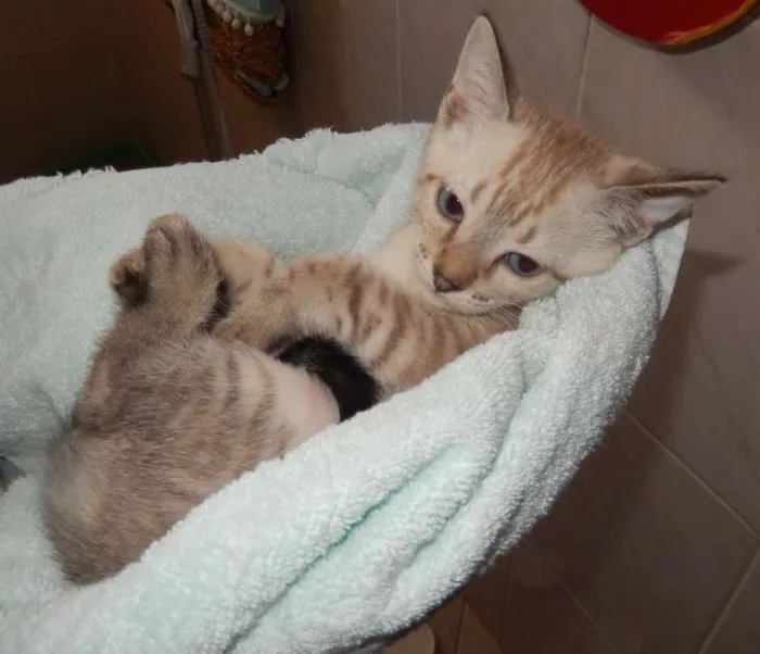 Gato ra a mestiço idade 2 a 6 meses nome gelinho polar