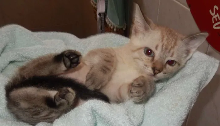 Gato ra a mestiço idade 2 a 6 meses nome gelinho polar