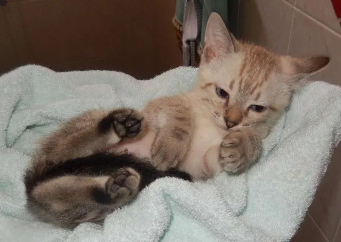Gato ra a mestiço idade 2 a 6 meses nome gelinho polar