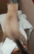 gelinho polar