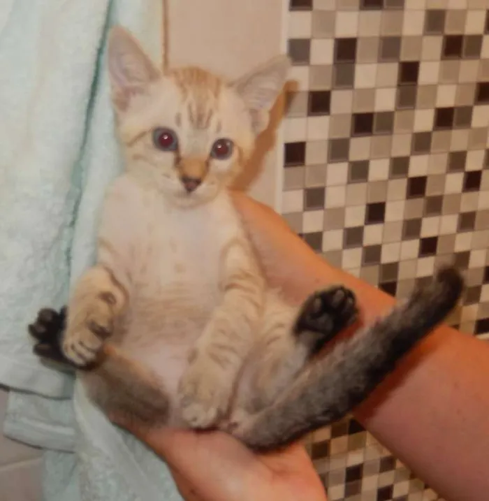Gato ra a mestiço idade 2 a 6 meses nome gelo polar