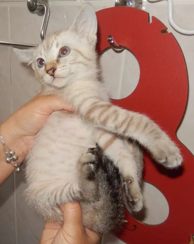 Gato ra a mestiço idade 2 a 6 meses nome gelo polar