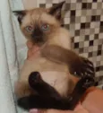 pandorinha