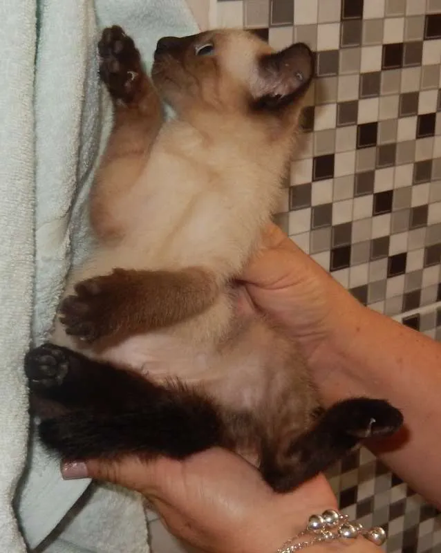 Gato ra a Siamês idade 2 a 6 meses nome pandorinha
