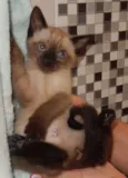 pandorinha