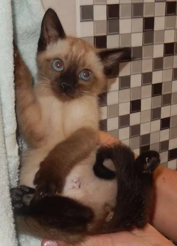Gato ra a Siamês idade 2 a 6 meses nome pandorinha