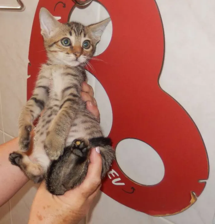 Gato ra a mestiço idade 2 a 6 meses nome smurf