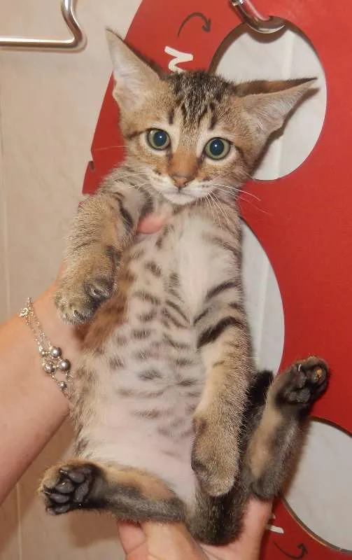 Gato ra a mestiço idade 2 a 6 meses nome smurf