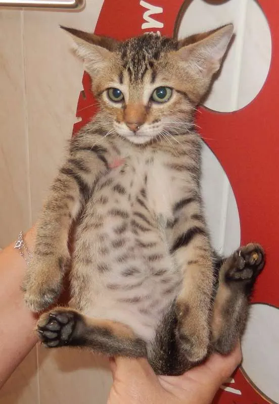 Gato ra a mestiço idade 2 a 6 meses nome smurf