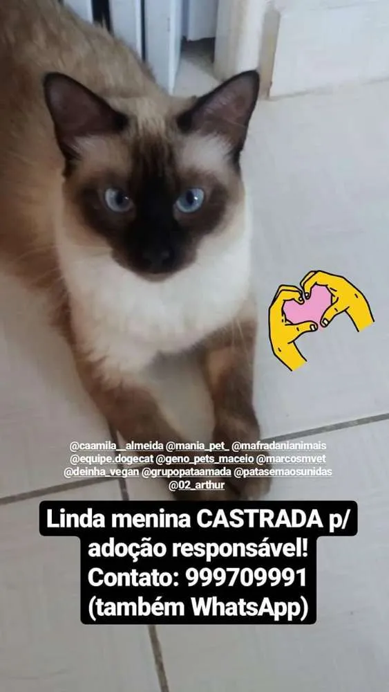 Gato ra a Seanes idade 2 anos nome Brisa