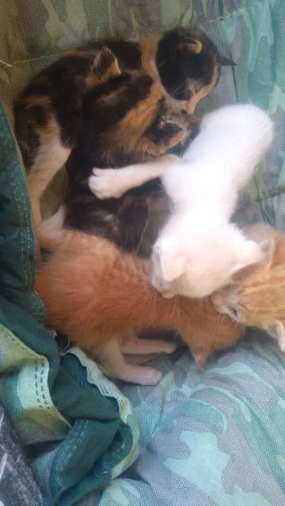 Gato ra a Gatinhos de rua idade Abaixo de 2 meses nome Sem nome