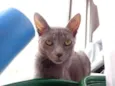 LUA