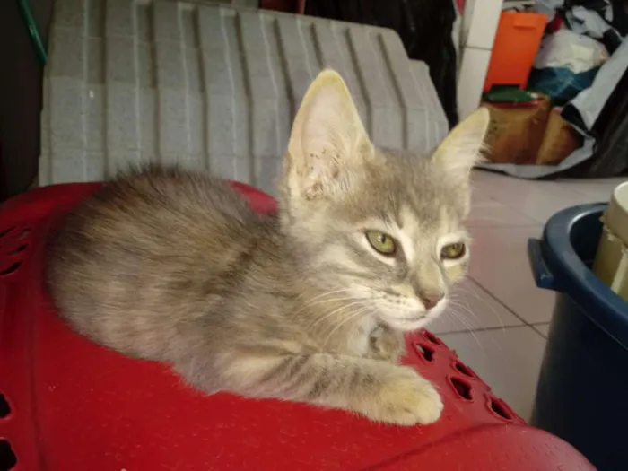 Gato ra a SRD idade 2 a 6 meses nome FLORZINHA