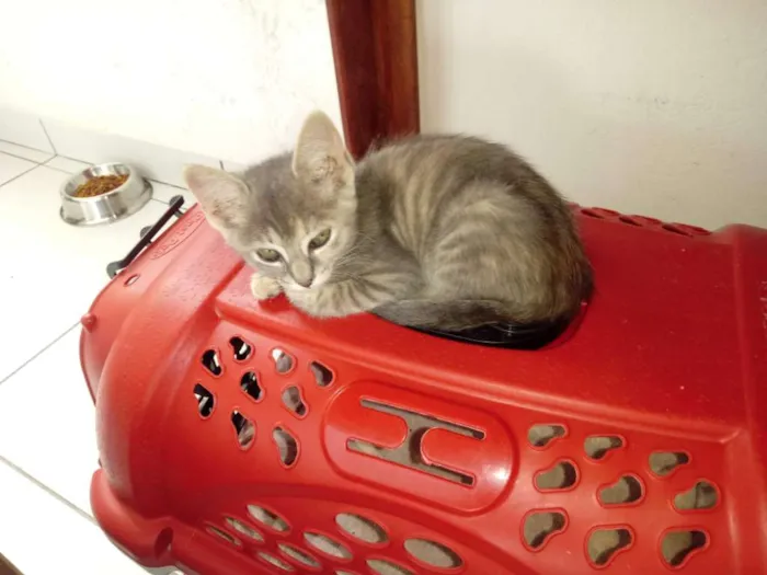 Gato ra a SRD idade 2 a 6 meses nome FLORZINHA