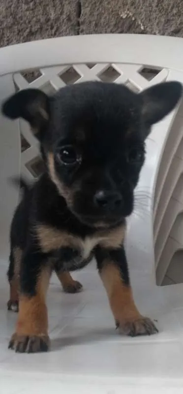 Cachorro ra a  idade Abaixo de 2 meses nome esmeralda e maxuel